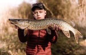 Northern Pike