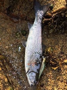 Truite de Mer