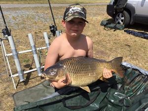 Common Carp