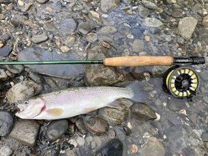 Rainbow Trout
