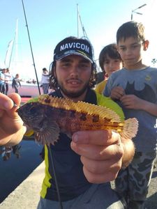 Tompot Blenny