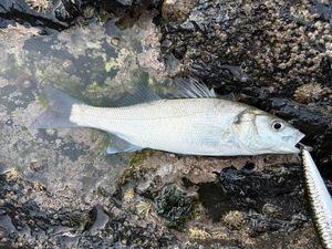 European Bass (Seabass)