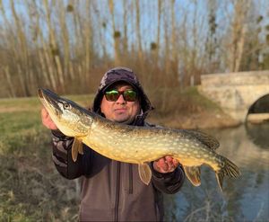 Northern Pike