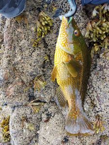 Ballan Wrasse