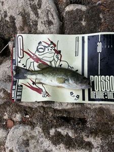 Largemouth Bass