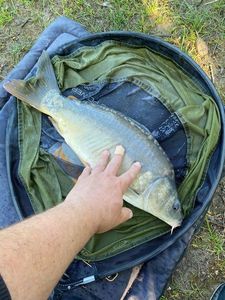 Mirror Carp
