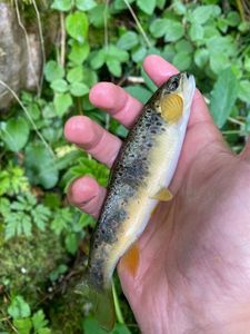 Brown Trout