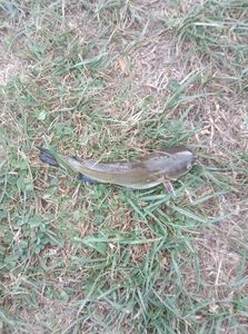 Black Bullhead