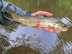 Brown Trout