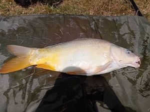 Mirror Carp