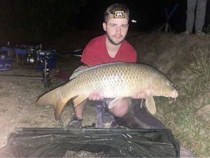 Common Carp