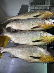 Giant African Threadfin
