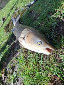 Grass Carp