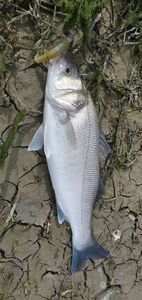 European Bass (Seabass)
