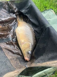 Leather Carp