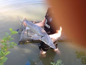 Shortnose Sturgeon