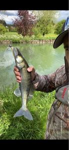 Zander