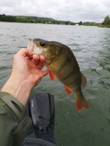 European Perch