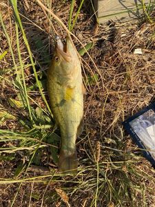 Largemouth Bass