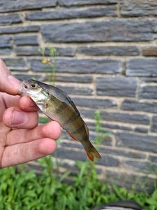 European Perch