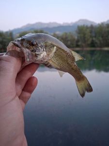Largemouth Bass