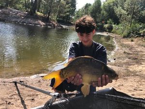 Mirror Carp