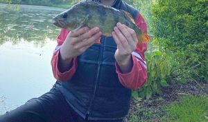 European Perch