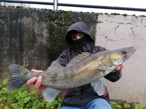 Zander