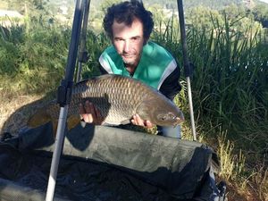 Common Carp