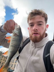 European Perch