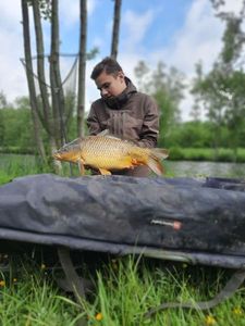 Common Carp