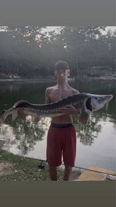 Sturgeon
