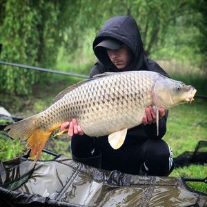 Common Carp