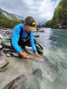 Rainbow Trout
