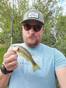 Largemouth Bass