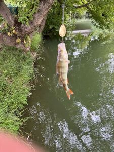 European Perch