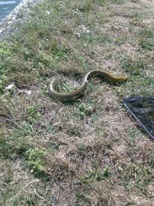 European Eel (Common Eel)
