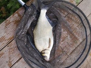 Common Bream