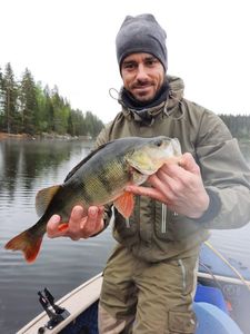 European Perch