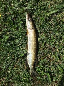 Northern Pike