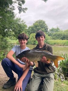 Common Carp
