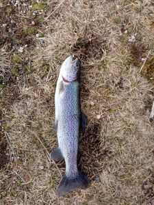 Rainbow Trout