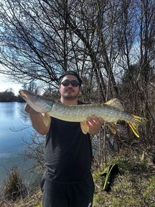 Northern Pike