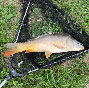 Mirror Carp