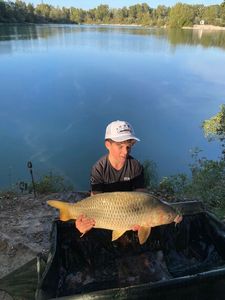 Common Carp