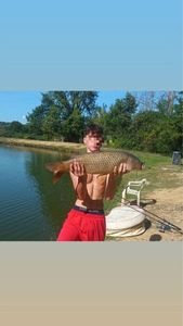 Common Carp