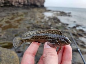 Parablennius Parvicornis