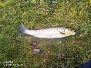 Brown Trout
