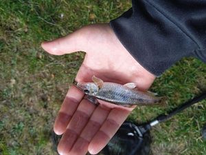 Gudgeon