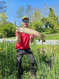 Northern Pike